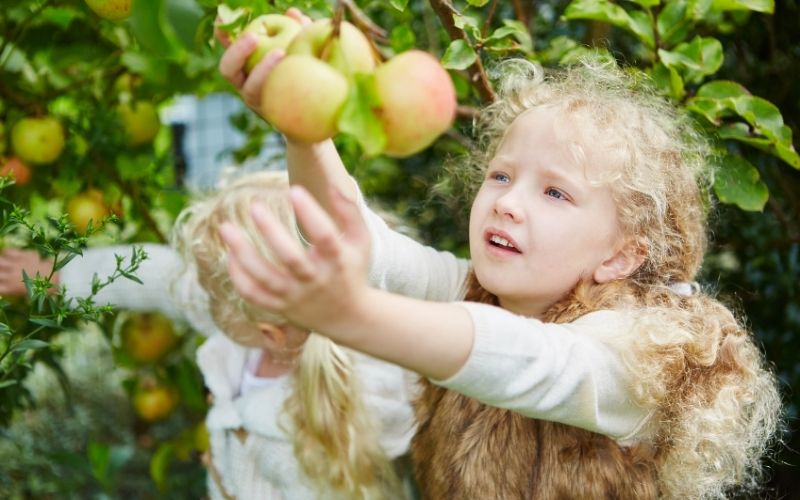 Herbst Aktivität mit Kindern Äpfel pflücken